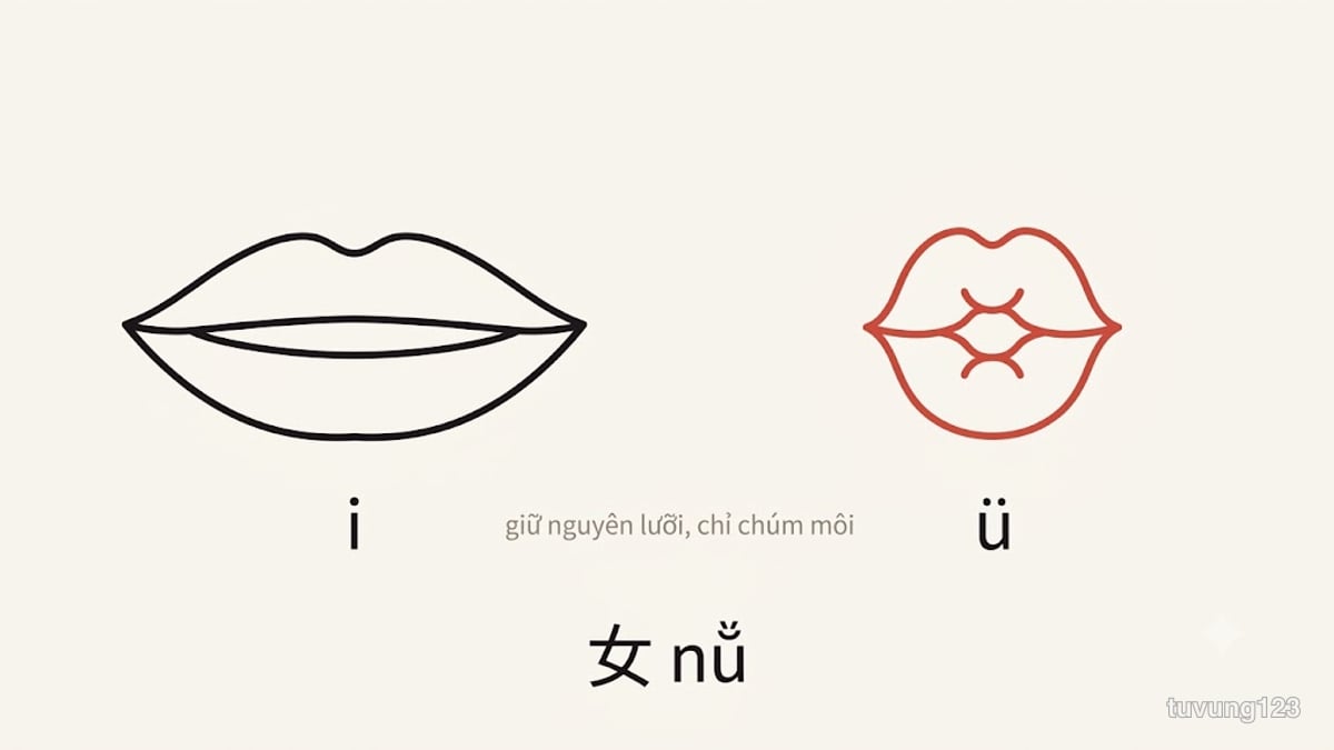 Cách tạo âm ü: đọc i rồi giữ nguyên lưỡi, chỉ chúm môi lại thành hình tròn